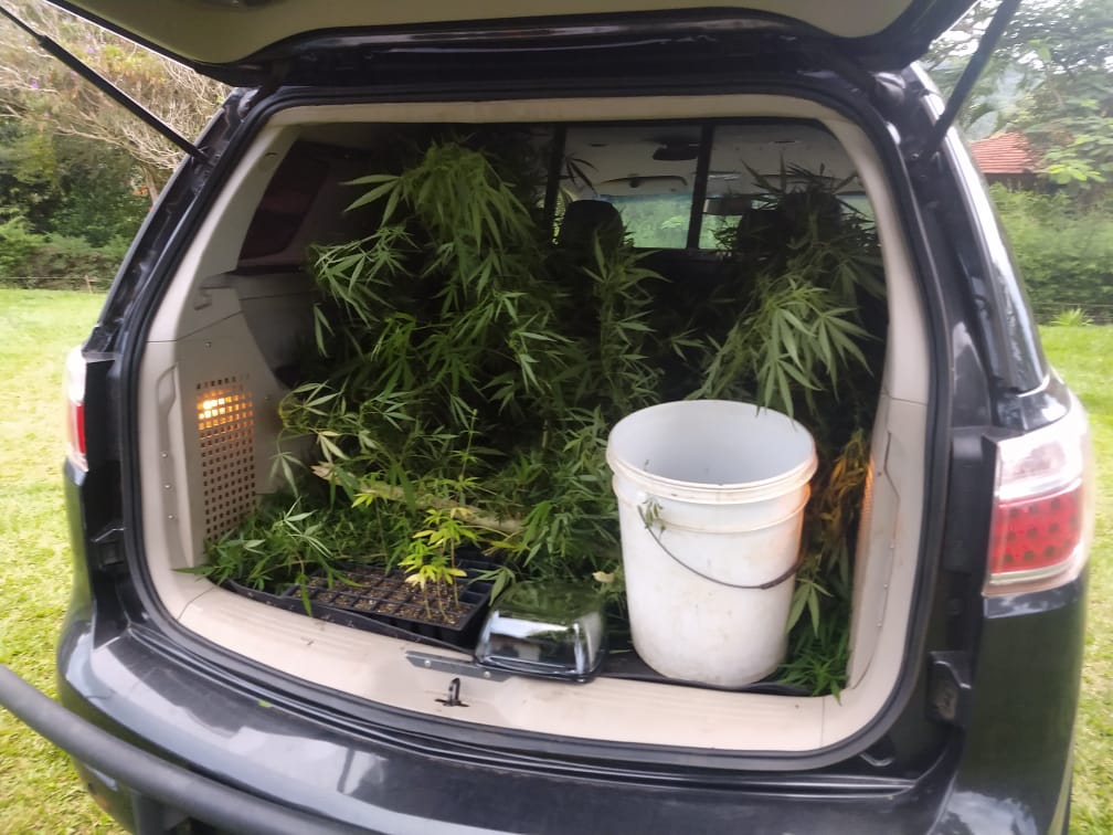 Engenheiro florestal cultivava maconha em sítio de Avaré - sudoestepaulista