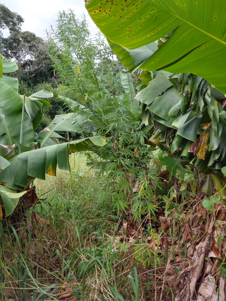 Engenheiro florestal cultivava maconha em sítio de Avaré - sudoestepaulista