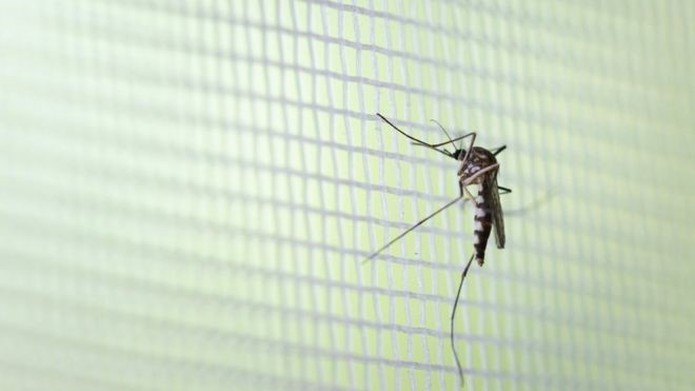 Num intervalo de 15 dias, 58 novos casos de dengue em Avaré - sudoestepaulista