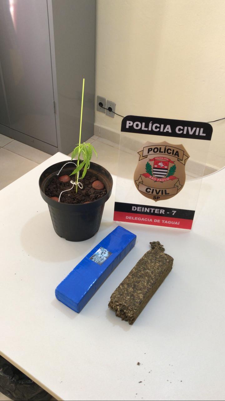 Tabletes e pé de maconha são apreendidos durante ação da PC em Taguaí - sudoestepaulista