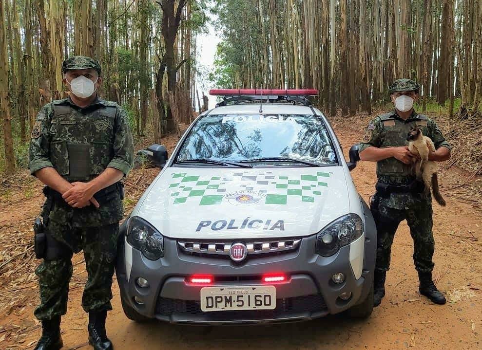 Mulher é presa ao ser flagrada abandonando gato às margens de rodovia - sudoestepaulista