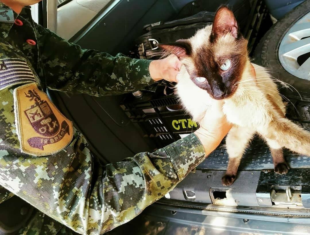Mulher é presa ao ser flagrada abandonando gato às margens de rodovia - sudoestepaulista