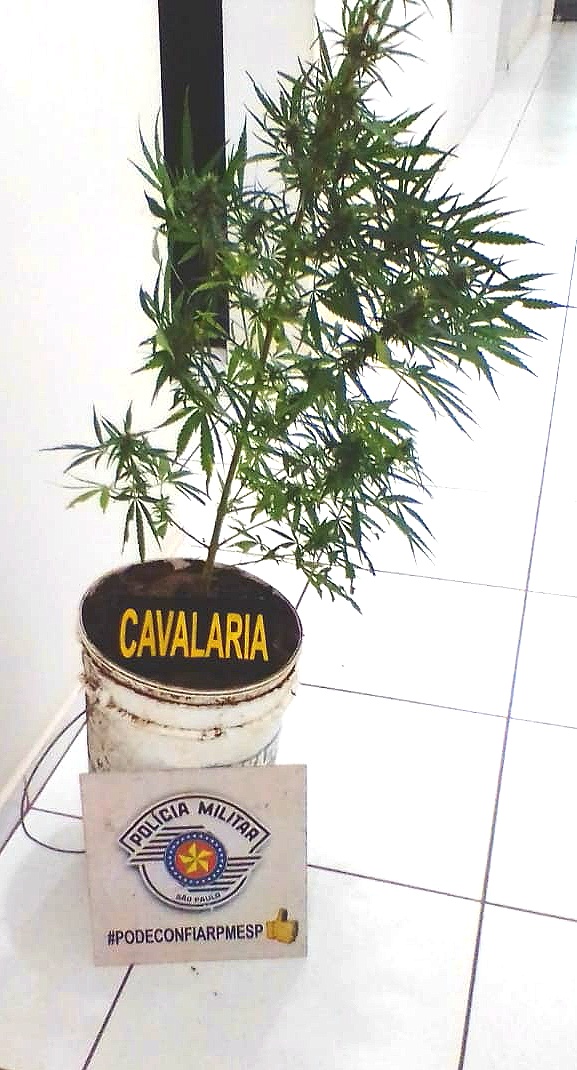 Pé de maconha e porções de cocaína são flagrados pela Polícia Militar em Taguaí - sudoestepaulista