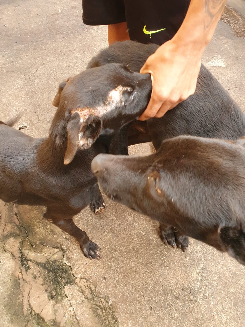 Homem é preso em flagrante por maus-tratos a animais em Arandu - sudoestepaulista