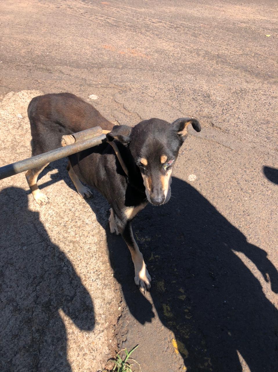 Bombeiros de Itaí resgatam cachorro preso em galeria - sudoestepaulista
