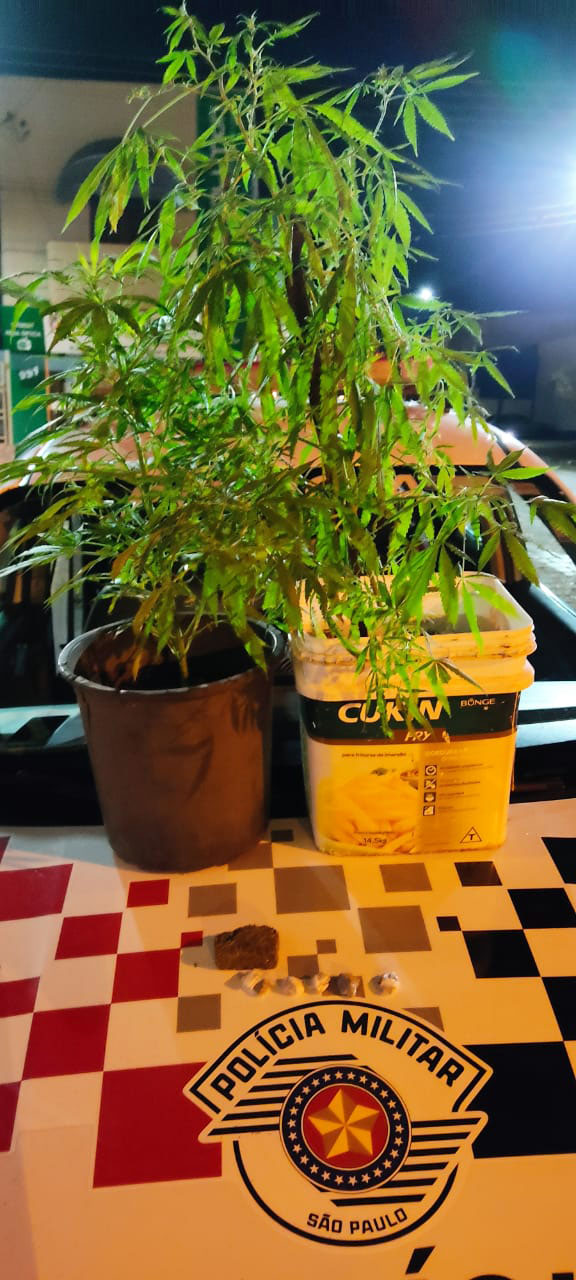 PM prende em Paranapanema homem que cultiva maconha em casa - sudoestepaulista