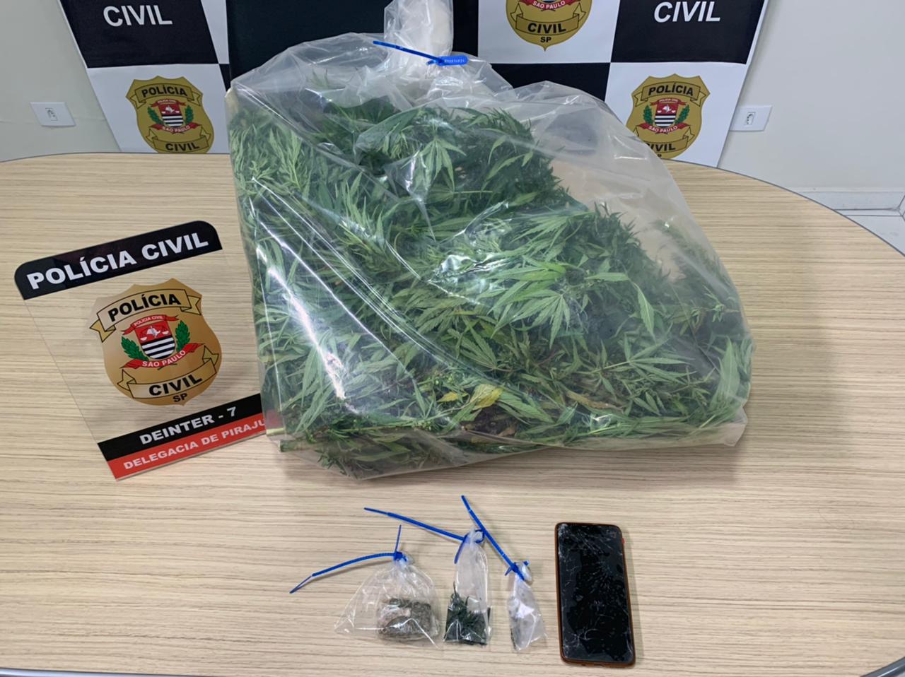 Homem que cultivava maconha em propriedade rural de Piraju é preso em flagrante - sudoestepaulista