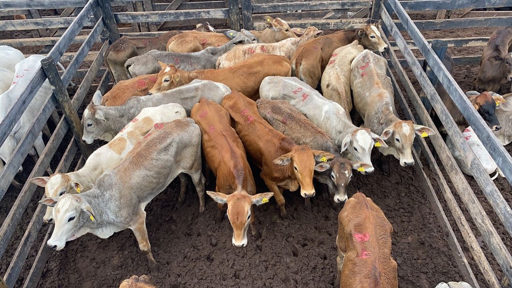Taquaritubenses podem estar ligados a grande roubo de gado em Itatinga - sudoestepaulista