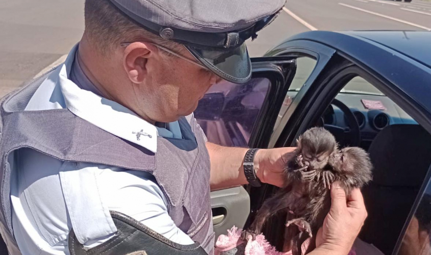 Ser humano cruel: traficantes de animais silvestres são presos transportando filhotes de macaco prego - sudoestepaulista