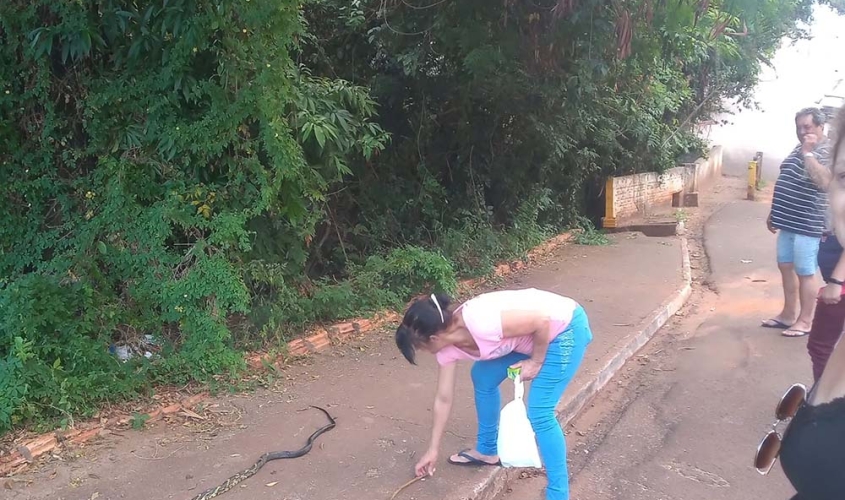 Em Fartura população reclama de matagal, cobras e lagartos tomando bairros da cidade - sudoestepaulista