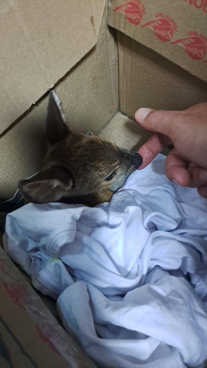 “Bambi” recém-nascida e onça parda atropelada são resgatadas pelo Bombeiros de Avaré - sudoestepaulista