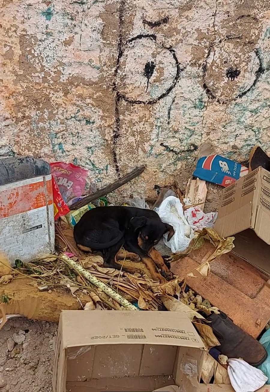Resgate de cãozinho abandonado no lixo em Itaberá, provoca o debate a esse cruel problema - sudoestepaulista