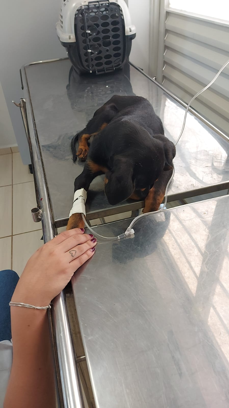 Resgate de cãozinho abandonado no lixo em Itaberá, provoca o debate a esse cruel problema - sudoestepaulista
