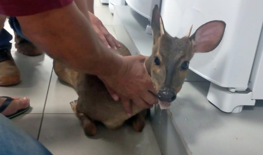 O que aconteceu com o cervo resgatado da Loja Casa e Casa em Piraju? - sudoestepaulista
