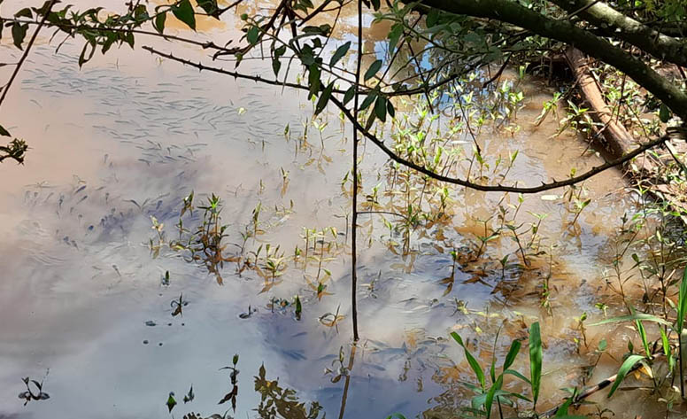 Em Bernardino de Campos, comunidade se une em prol ao meio ambiente - sudoestepaulista