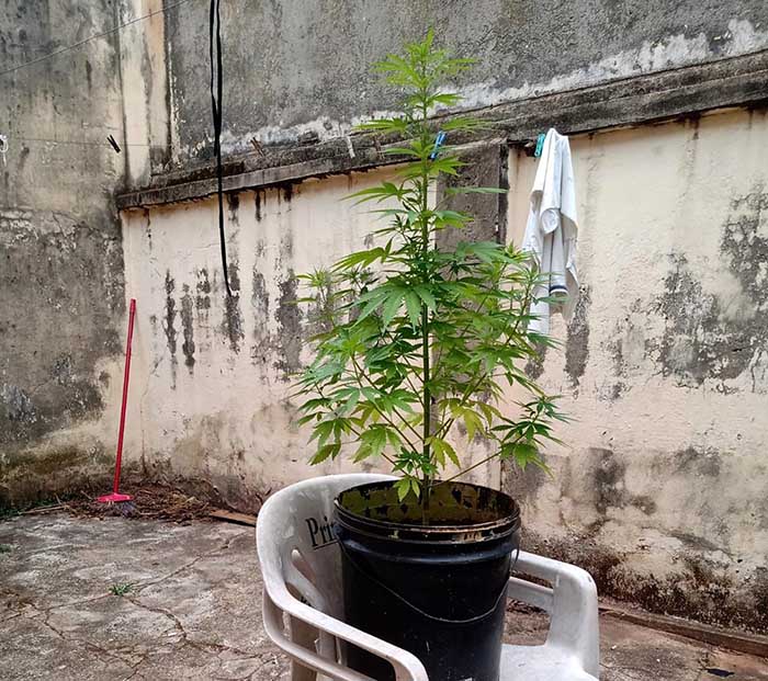 Drone policial localiza pé de maconha em Itararé - sudoestepaulista