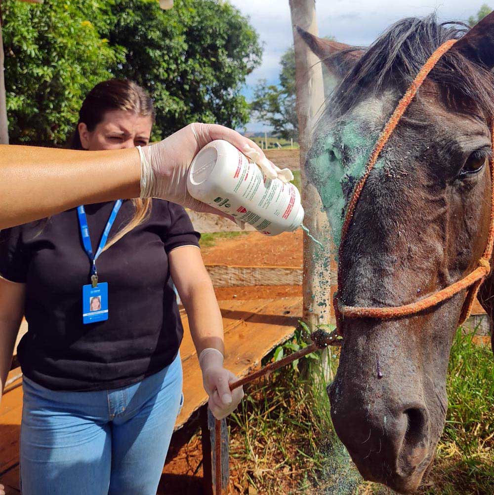 Toda vida importa: doente e abandonado à beira do caminho, animal é resgatado em Itararé - sudoestepaulista
