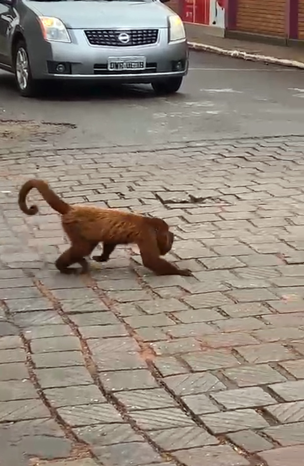 Morador ilustre de Taquarituba, macaco Bugio resolve dar uma volta pela cidade; veja vídeos - sudoestepaulista