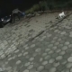 Durante a madrugada homem é filmado abandonando gata e filhotes em local ermo em Fartura - sudoestepaulista