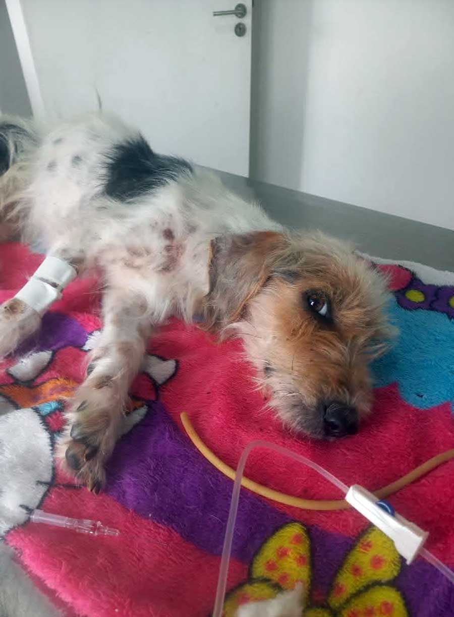 Em Cerqueira César: assombroso caso de maus tratos provoca união e luta em torno de uma vida - sudoestepaulista