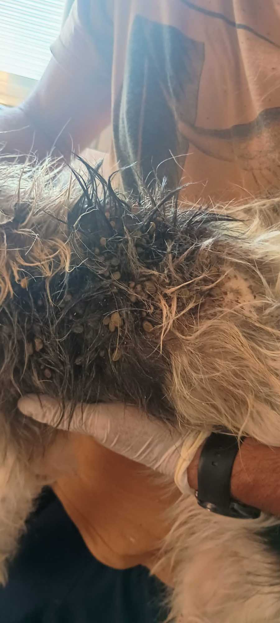 Em Cerqueira César: assombroso caso de maus tratos provoca união e luta em torno de uma vida - sudoestepaulista