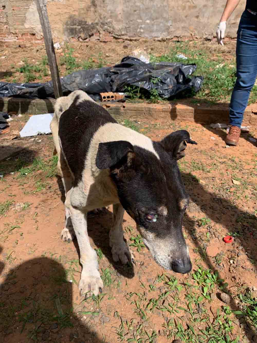 Cachorro em estado caquético é resgatado e tutor preso pela Polícia Civil em Avaré - sudoestepaulista