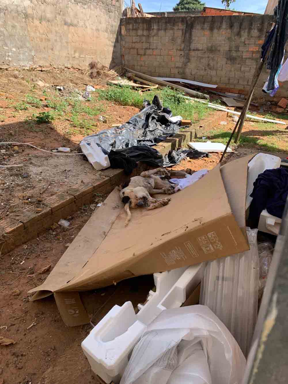 Cachorro em estado caquético é resgatado e tutor preso pela Polícia Civil em Avaré - sudoestepaulista