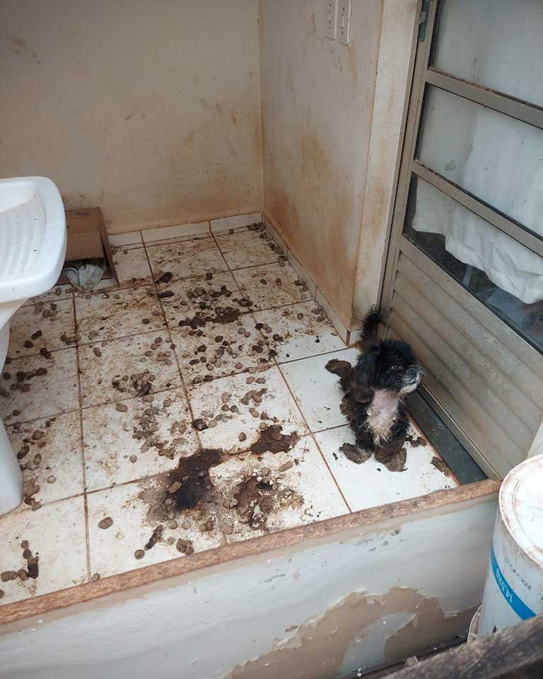 Tutor é preso em Taquarituba por maus-tratos severos a uma cachorrinha - sudoestepaulista