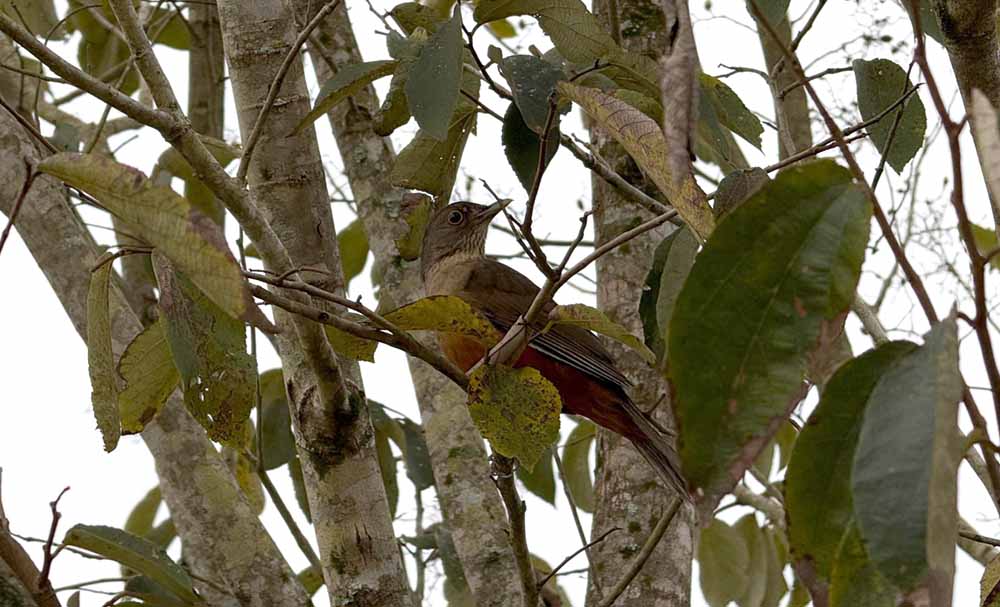 Itararé: inimigo da natureza é preso em flagrante caçando pássaros silvestres - sudoestepaulista