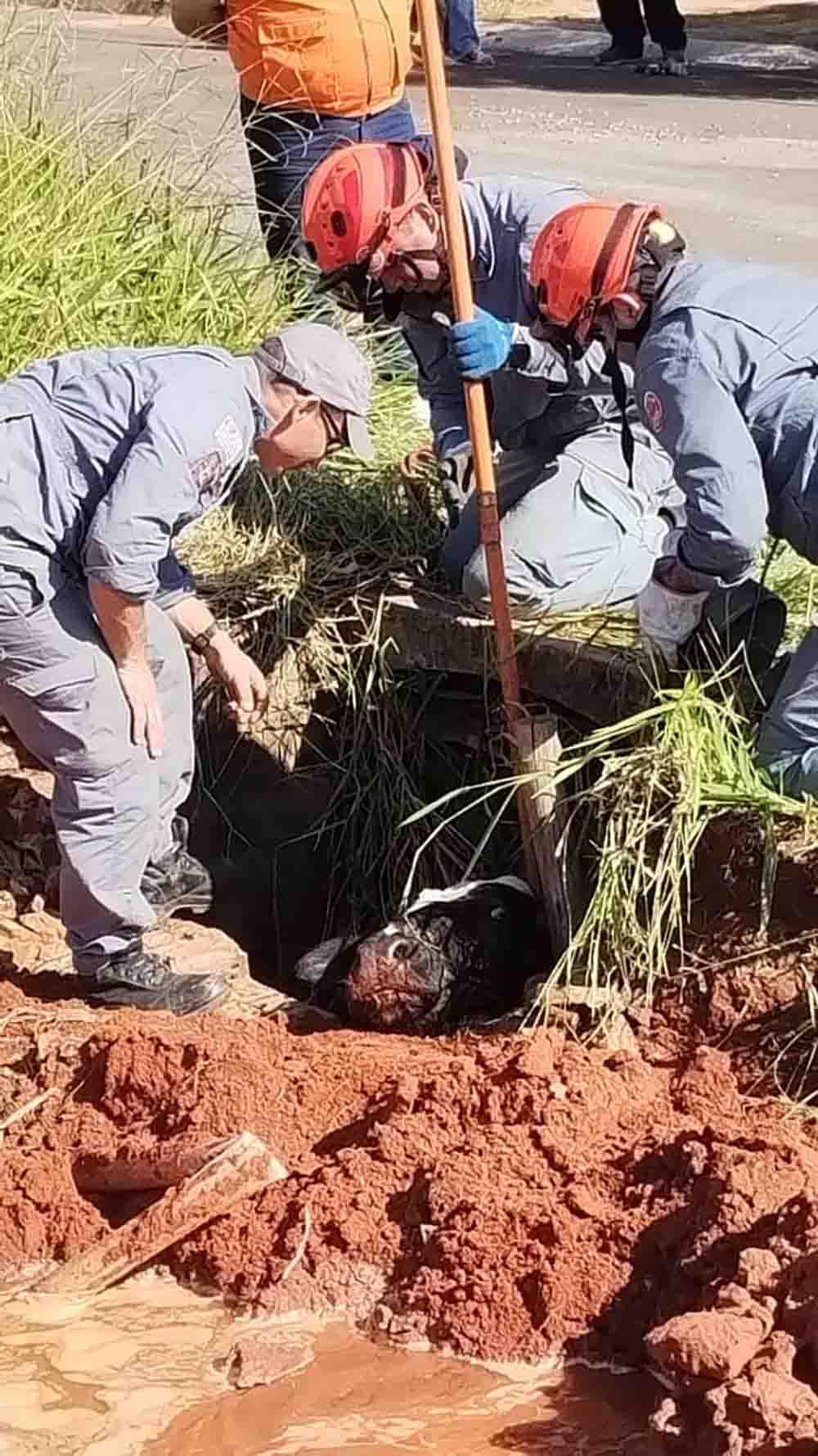 Da boiada urbana de Avaré, vaca e bezerro caem em buraco, um morre - sudoestepaulista