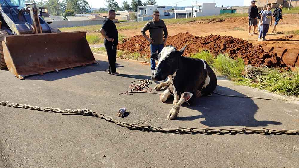 Da boiada urbana de Avaré, vaca e bezerro caem em buraco, um morre - sudoestepaulista