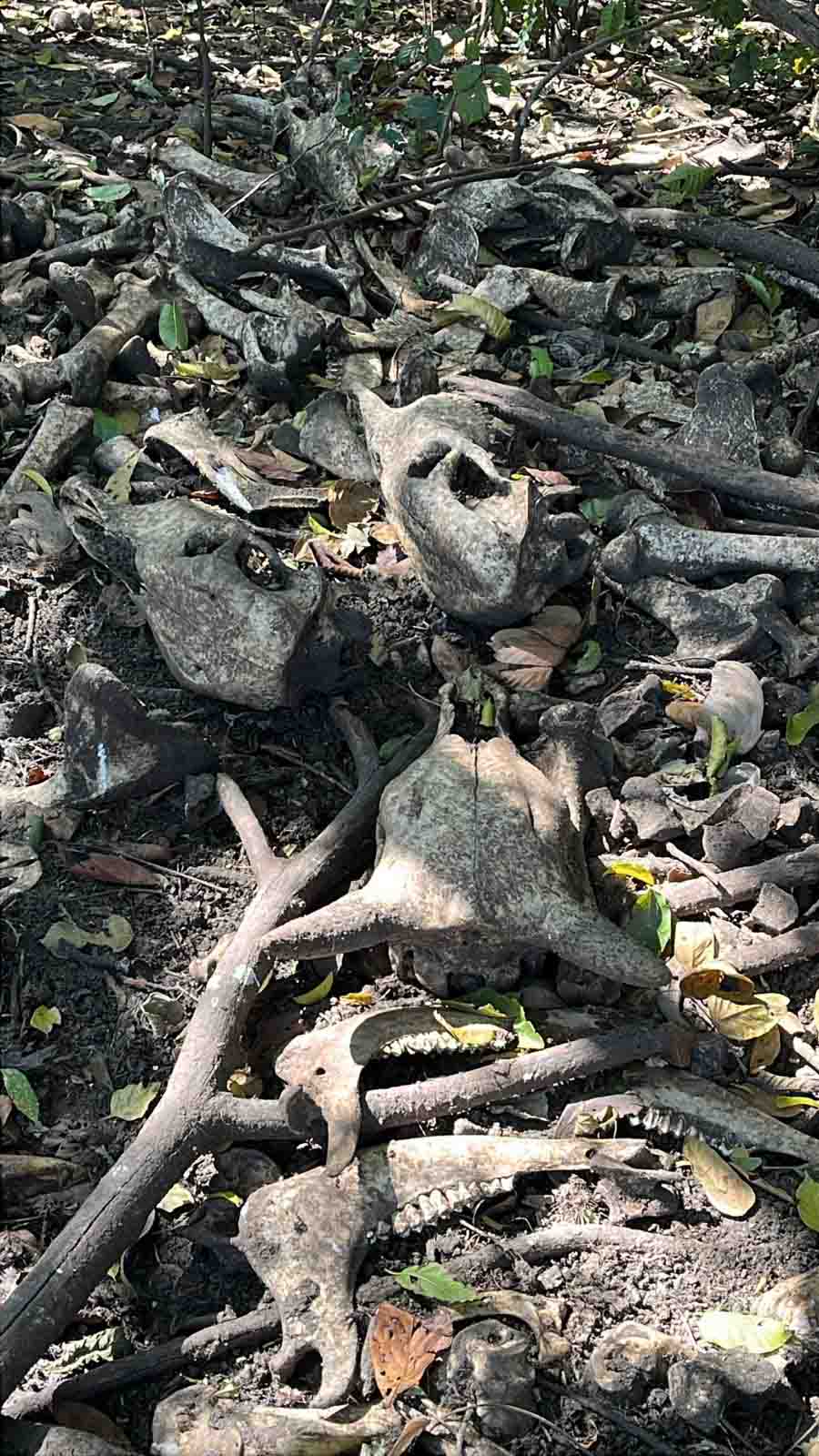 Fazenda do crime em Paranapanema: Polícia desenterra ossadas de gado e lataria de caminhonete roubada em Taquarituba - sudoestepaulista