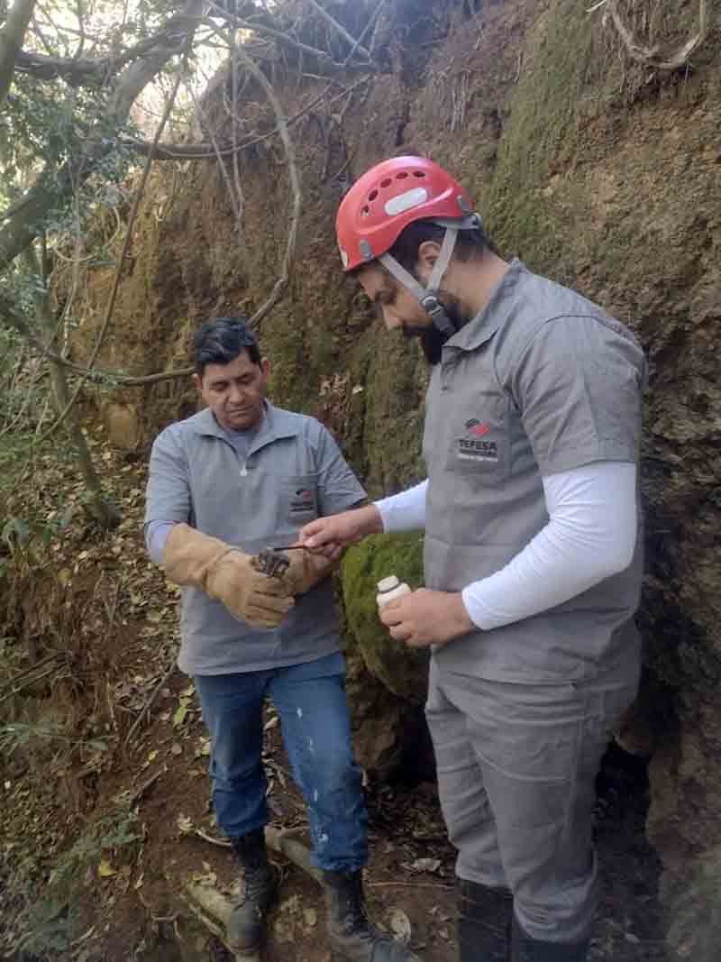 Defesa Agropecuária realiza em Avaré, trabalho de controle populacional de morcegos hematófagos - sudoestepaulista
