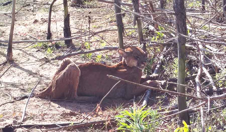 Vovó Suçuarana resgatada em Cerqueira César descansou - sudoestepaulista