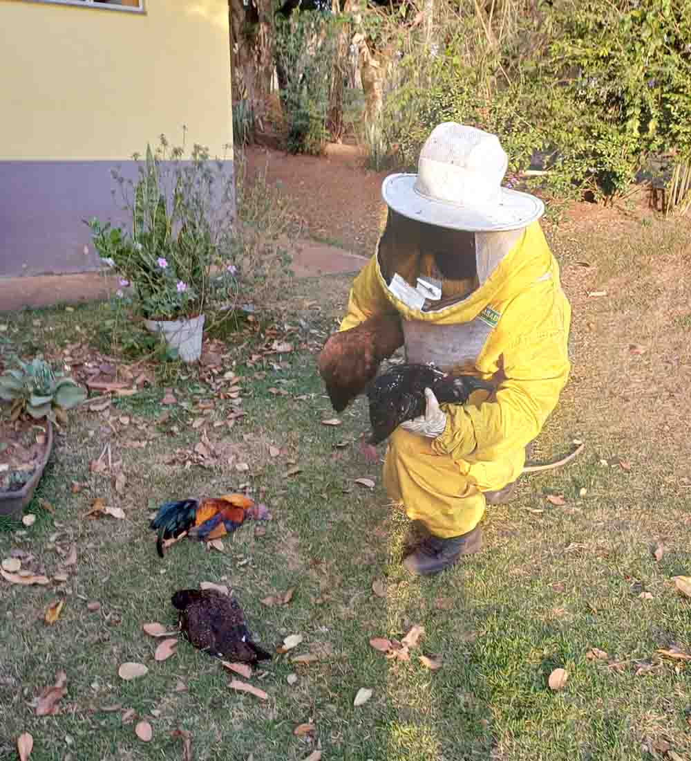 Ataque de abelhas a moradores e animais em condomínio de Avaré mata oito galinhas - sudoestepaulista