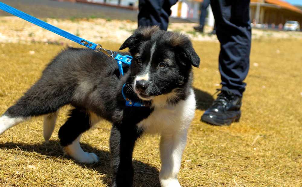 Conheça o Bingo, literalmente o mais novo integrante da GCM de Itararé - sudoestepaulista Conheça o Bingo, literalmente o mais novo integrante da GCM de Itararé - sudoestepaulista