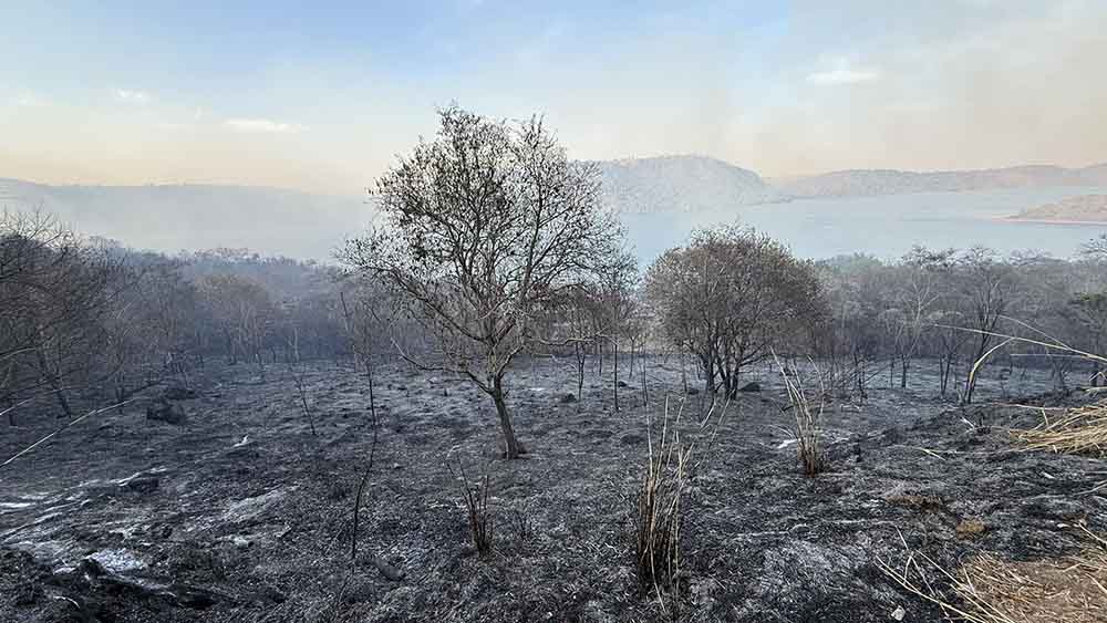 Inferno no paraíso: maior incêndio da história de Timburi já consumiu mais de 100 hectares de floresta - sudoestepaulista