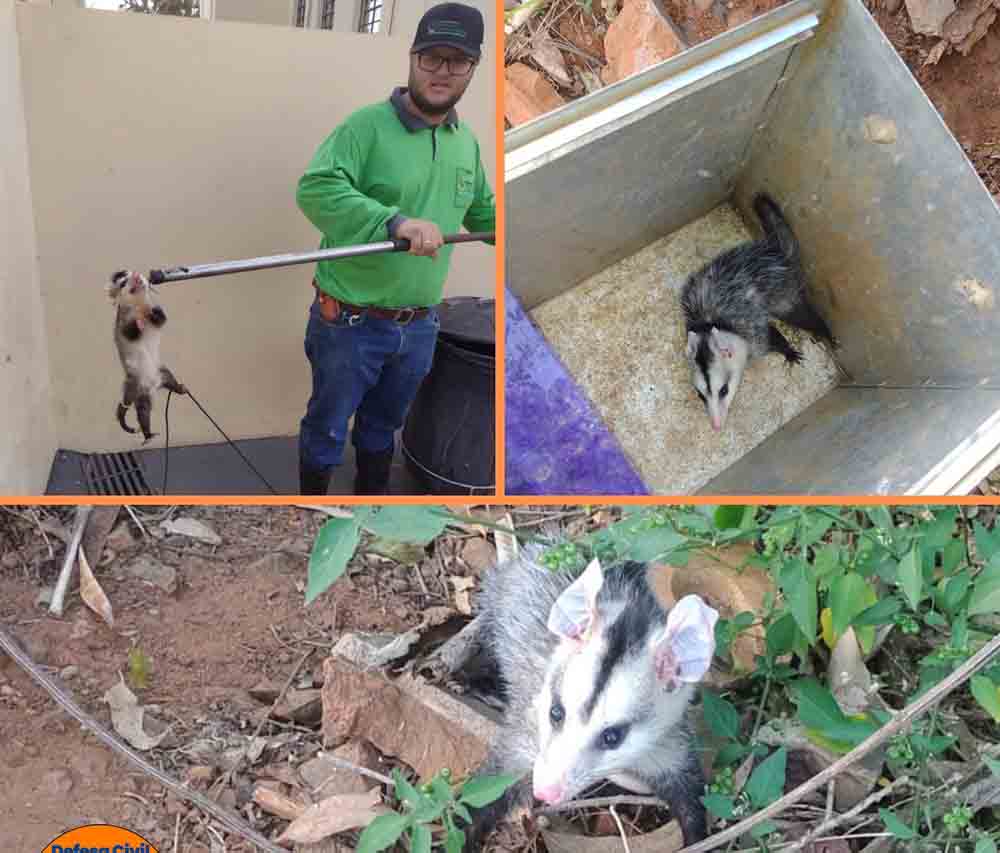 Defesa Civil de Fartura removeu abelhas, animais silvestres e combateu incêndios nos últimos dias - sudoestepaulista Defesa Civil de Fartura removeu abelhas, animais silvestres e combateu incêndios nos últimos dias - sudoestepaulista