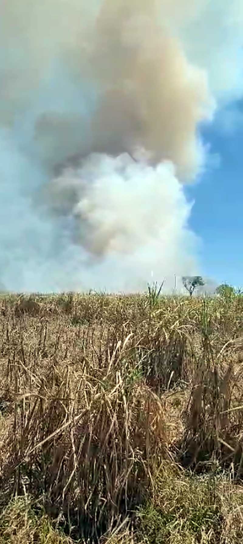 Incêndio em fazenda consome 38 alqueires de cultivo e pastagem e 1 de mata em Avaré - sudoestepaulista