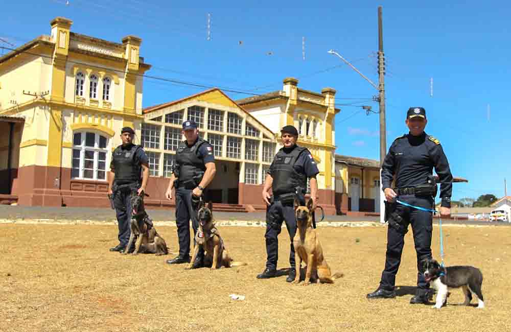 Conheça o Bingo, literalmente o mais novo integrante da GCM de Itararé - sudoestepaulista Conheça o Bingo, literalmente o mais novo integrante da GCM de Itararé - sudoestepaulista