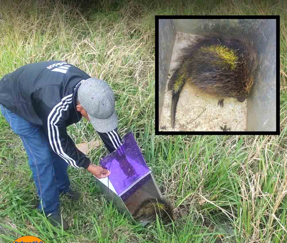 Defesa Civil de Fartura removeu abelhas, animais silvestres e combateu incêndios nos últimos dias - sudoestepaulista Defesa Civil de Fartura removeu abelhas, animais silvestres e combateu incêndios nos últimos dias - sudoestepaulista