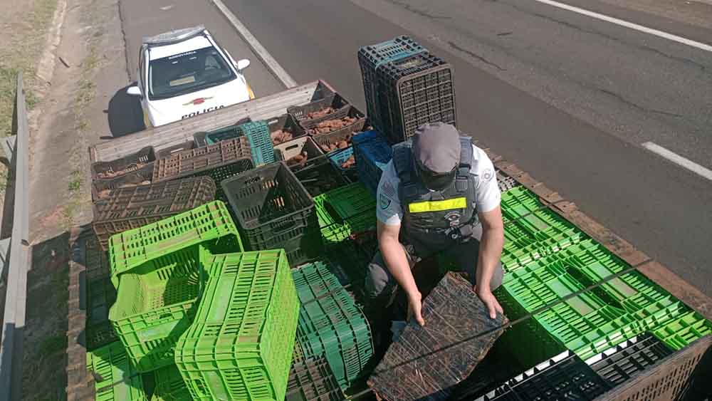 PM Rodoviária intercepta carregamento de marijuana na SP-280 - sudoestepaulista