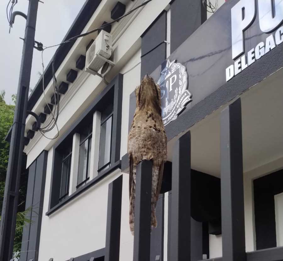 Ave rara e mestre do disfarce é flagrada em sentinela, na frente da Seccional de Polícia de Itapeva - sudoestepaulista Ave rara e mestre do disfarce é flagrada em sentinela, na frente da Seccional de Polícia de Itapeva - sudoestepaulista