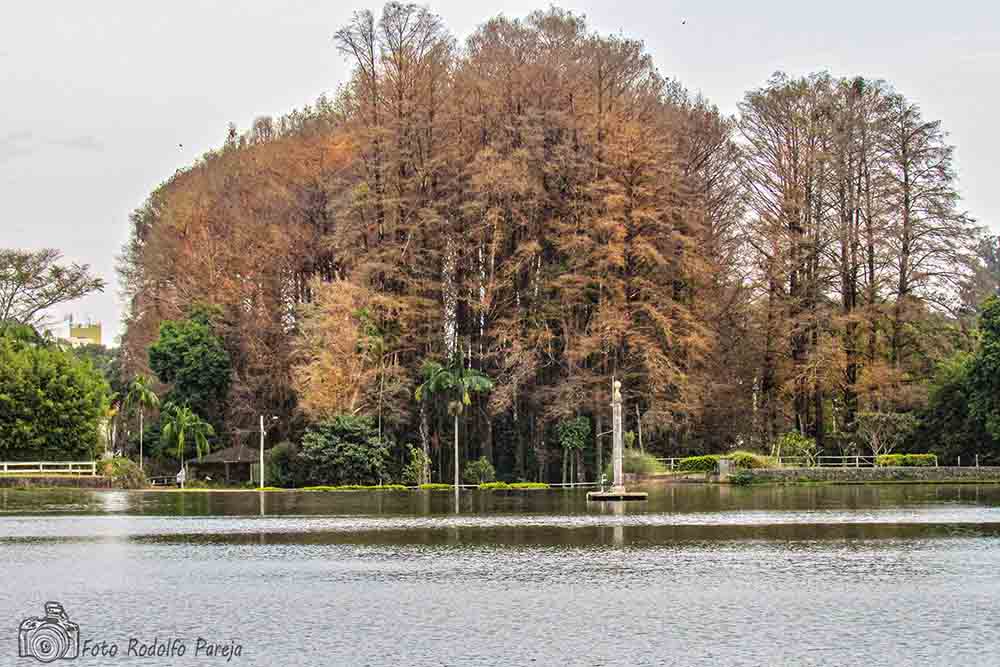 Meio Ambiente de Avaré interrompe via judiciário, programa de manejo da vespa da madeira no Horto Florestal - sudoestepaulista Meio Ambiente de Avaré interrompe via judiciário, programa de manejo da vespa da madeira no Horto Florestal - sudoestepaulista