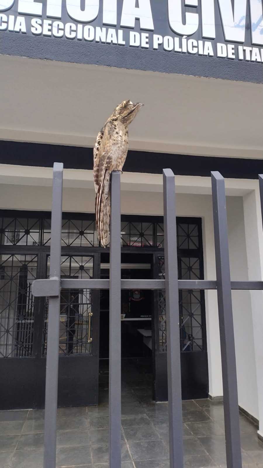 Ave rara e mestre do disfarce é flagrada em sentinela, na frente da Seccional de Polícia de Itapeva - sudoestepaulista Ave rara e mestre do disfarce é flagrada em sentinela, na frente da Seccional de Polícia de Itapeva - sudoestepaulista