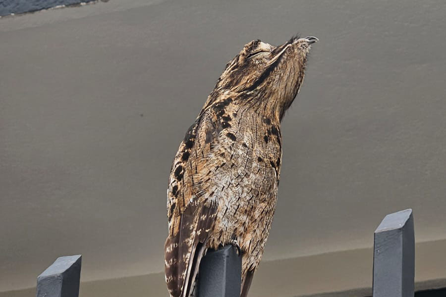 Ave rara e mestre do disfarce é flagrada em sentinela, na frente da Seccional de Polícia de Itapeva - sudoestepaulista Ave rara e mestre do disfarce é flagrada em sentinela, na frente da Seccional de Polícia de Itapeva - sudoestepaulista