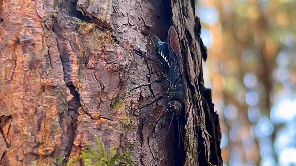 Meio Ambiente de Avaré interrompe via judiciário, programa de manejo da vespa da madeira no Horto Florestal - sudoestepaulista Meio Ambiente de Avaré interrompe via judiciário, programa de manejo da vespa da madeira no Horto Florestal - sudoestepaulista
