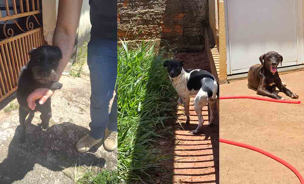 Operação Escudo Animal 2 usa até drone para apurar denuncias de maus-tratos em Avaré - sudoestepaulista