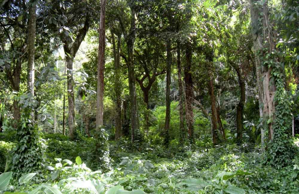 Querendo consolidar a política ambiental, SP restaura 34 mil hectares de florestas em três anos - sudoestepaulista