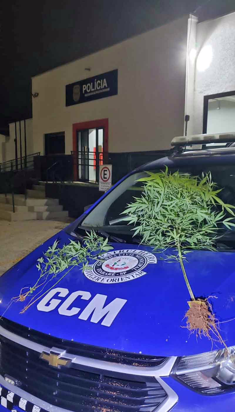 GCM encontra ‘plantação’ de maconha em bairro de Itararé - sudoestepaulista